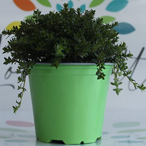 Santoreggia su vaso cm 14 pianta aromatica in confezione da due piante