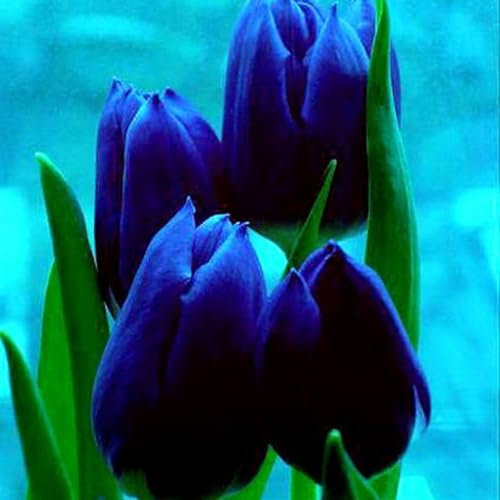 Dobles Encantadoramente Fragantes, FáCiles De Cultivar. TulipáN Bulb Mezcla De Bulbos De TulipáN TulipáN Raro Flores Mezcla De Bulbos De TulipáN-5bulbos-A