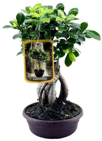 Ficus Microcarpa Ginseng - Chinesische Feige - Zimmerpflanze - 30 cm - Ø17cm
