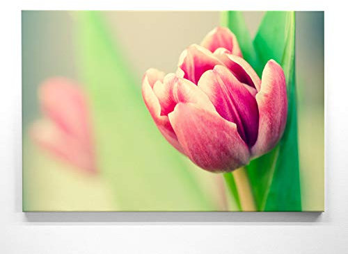 Wunderschöne Frühlings-Bilder, Rosa Tulpe - als 90x60cm großes Leinwand Wandbild. Perfekt als Hintergrund und Dekoration zum Frühling für Küche & Flur. Aufgespannt auf 2cm Holzrahmen