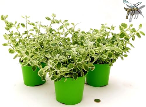 POWERS TO FLOWERS - INCENSO, PLECTRANTHUS, ELICRISIUM PETIOLARE VARIEGATO LEMON, 3 PIANTE, piante vere