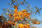 Sanddorn Hippophae rhamnoides Pflanze 35-40cm Seedorn Zitrone des Nordens