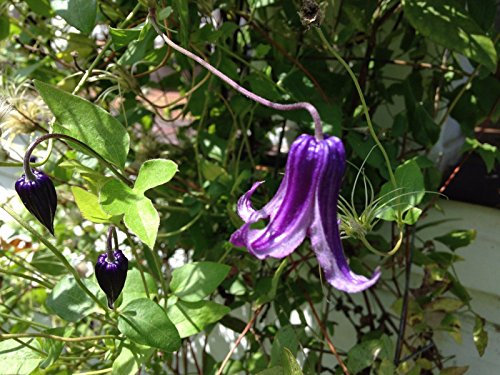 Clematis 'Rooguchi' Rare 10 semi