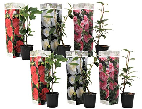 Plant in a Box - Camellia Japonica - Mischung aus 6 - Rot, Weiß, Rosa – Topf 9 cm - Höhe 25–40 cm
