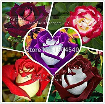 250 semi Abracadabra Rose, 5 colori differenti Rare Osiria Rose, varietà popolare fai da te ideale fiore casa :Seeds