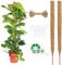 2 Pieces Moss Pole for Cheese Plant,Plant Moss Pole,Plant Pole,Plant Sticks Support,with 1 Roll of Tie,1 Hemp Rope,5 Gardening Labels,for Cheese Plants,Supporting Upward Growth of Plants