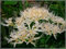 Lycoris-Zwiebeln,Zauberblume, Hibiskuslilie MehrjäHrige Pflanzen,Seltene Pflanzen,Winterhart, Balkon, Innenhof,Spinnenlilie-8zwiebeln-B