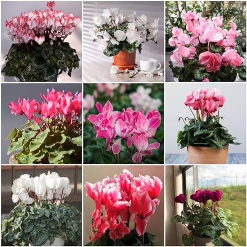30 pcs Alpenveilchen winterhart pflanzen samen, winterfeste pflanzen für balkon,Cyclamen persicum, pflanzensamen kräutersamen deko pflanze zimmerpflanzen winterharte pflanzen für