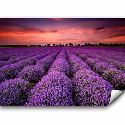 murando - Vlies Fototapete Landschaft 350x256 cm Vlies Tapeten Wandtapete XXL Moderne Wanddeko Design Wand Dekoration Wohnzmmer Schlafzimmer Büro Natur Lavendel Lavendelfeld Provence b-B-0624-a-a