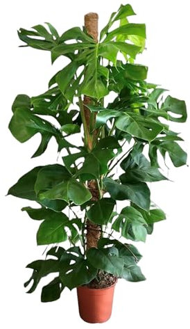 Trendyplants - Monstera Deliciosa - Lochpflanze - Zimmerpflanze - Höhe 140-160 cm - Topfgröße Ø27cm