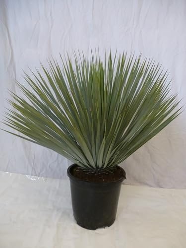 [Palmenlager] Yucca rostrata 80-90 cm - Pot 32 cm Ø - Winterharte Palme -