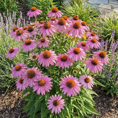 Bloomique - 6er - Set - Purpur - Sonnenhut (Echinacea purpurea magnus) - Reichblühend - Winterhart - Mehrjährig - Höhe 10-20 cm - 9 - cm - Topf