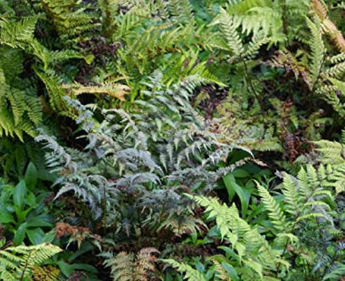 Pack x6 Hardy Ferns Perennial Garden Plug Plants Special Collection