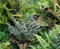 Pack x6 Hardy Ferns Perennial Garden Plug Plants Special Collection