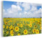 MuchoWow Glasbild Glasfoto Wandbild Bilder Deko 30x20 cm Sonnenblumen - Blumen - Wolken - Natur - Gelb - Landschaft