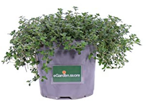 eGarden.store pianta vera di Timo o Thymus diverse varietà da scegliere (Timo Limone)