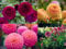 Grow Your Secret Garden Dahlia Pompon Mix Seeds