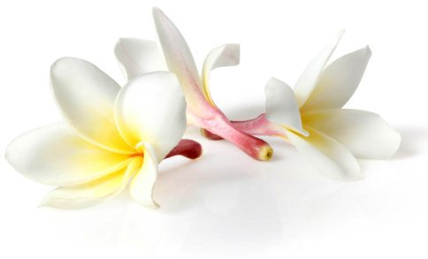 Orchidee - Thai-Aromaöl - 1000ml - Massageöl mit dem Duft aus Thailand - Orchideenöl