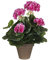 MICA Decorations Large 950216 Flores, Geranium Grandes, Color Violeta, Talla única