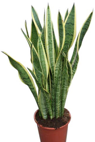 Planta de interior - Planta para la casa o la oficina - Sansevaria - Lengua de suegra variegada - Aprox. 30 cm de alto