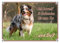 Petsigns Australian Shepherd Hundeschild - wetterfestes Metallschild, DIN A4