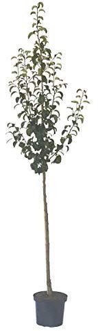 Birnenbaum Alexander Lucas große saftige Winterbirne Halbstamm 150-170 cm 10 L Topf auf Sämling