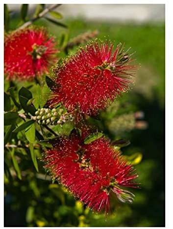 RP Seeds Callistemon rigidus (Stiff Bottlebrush) - 200 Seeds