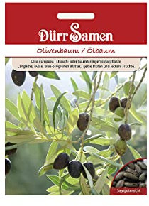 Olivenbaum, Ölbaum, Olea europaea, ca. 8 Samen