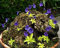 ~ Pinguicula Vulgaris ~ Fettkraut Fleisch fressende ~ Valentinstag Blumen ~ Rare 10 Samen