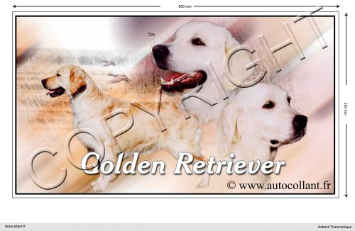 Rechteckige Aufkleber Hund 60cm Golden Retriever