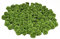 Rosen 15 mm x 100 Stück Satinrosen Aufnäher Deko Blumen Röschen zum Basteln Haarschmuck kleine Rosenköpfe Farbe: dunkel lindgrün 548