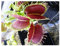 Dionaea muscipula Predator - Venusfliegenfalle - 3 Samen