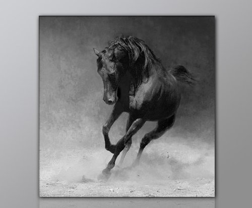 WILD Leinwandbild Bilder Pferd Pferdebild (horse-50x50cm) Hengst Pferde auf Leinwand gerahmt - Bilder fertig gerahmt mit Keilrahmen riesig. Ausführung Kunstdruck auf Leinwand. Günstig inkl Rahmen