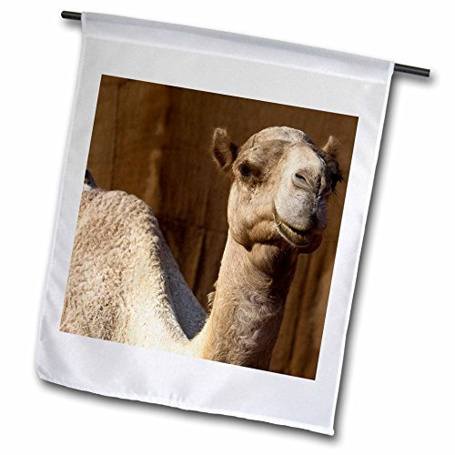 3dRose Janyes Gallery Gartenflagge, 30,5 x 45,7 cm, Abu Dhabi Camel at The Heritage Village AS44 Bja0349