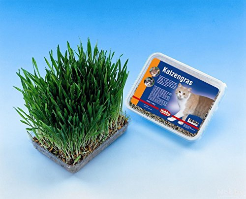 Nobby Cat Grass 100 g
