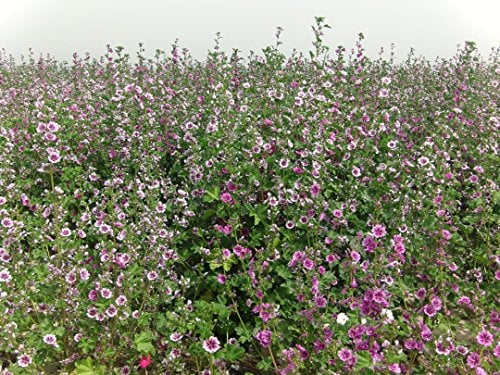 Malva Malve Stauden 1000 Seeds