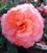 Rose Hochstamm - Leonardo da Vinci - Edelrose rosa 80-100 cm winterhart
