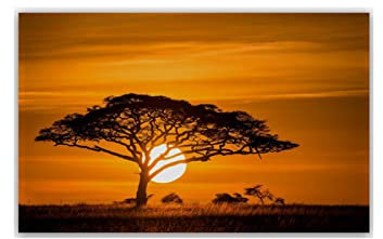 Tableau Deco Coucher de soleil savane africaine nature arbres herbes Tableaux Decoration Murale Photo Image Artistique Photographie Graphique 40x60cm Sans cadre