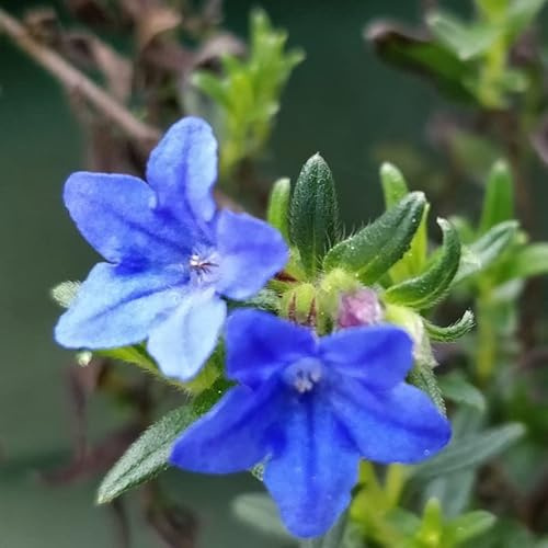 6x Steinsame 'Heavenly Blue' - Lithodora diffusa 'Heavenly Blue' - Topf 9x9cm - Steingartenpflanze