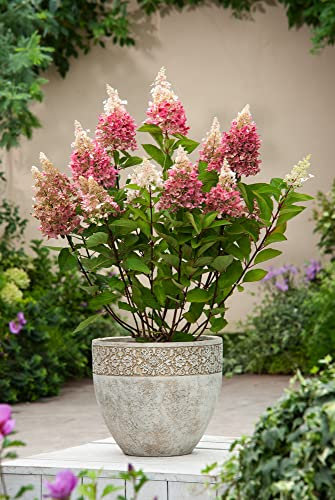 Plant in a Box - Ortensia hydrangea paniculata 'Pinky Winky' - Set di 4 - Ortensia - Pianta rustica - Arbusto - Pianta da giardino - Vaso 19cm - Altezza 25-40cm