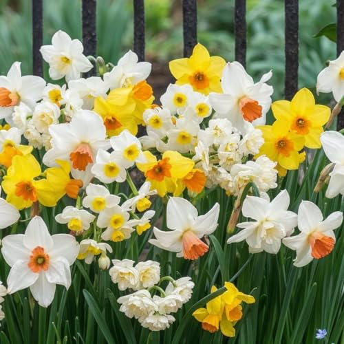 FLORIUM Collection Budget de Bulbes de Jonquilles (25 Bulbes | Rustique et Vivace | Jonquilles Parfumées | Mélange de Hollande pour Jardin et Pot | 6/7 Variétés