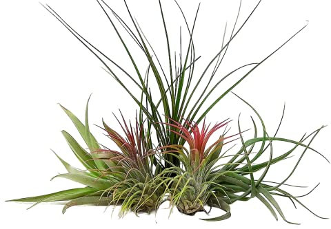 Carbeth Plants 5 Air Plants Mixed Tillandsia - Easy Care Indoor Houseplants - No Soil Needed - Ideal for Terrariums, Displays & Creative Home Décor