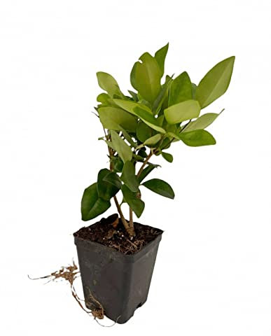Pianta Ligustro - Dimensione Vaso Vaso 7cm, Fogliame Green
