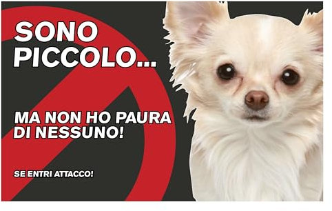 GLOBAL CARTELLO SEGNALETICO - attenti al cane chihuahua, sono piccolo ma non ho paura - Adesivo Extra Resistente, Pannello in Forex, Pannello In Alluminio (10x15 CM, Plastica)