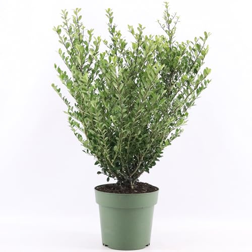 GardenersDream Ilex Crenata 'Jenny' – Pflegeleichte, Robuste Immergrüne Heckenpflanzen – Ganzjährige Sträucher für Beeteinfassungen und Formschnitt
