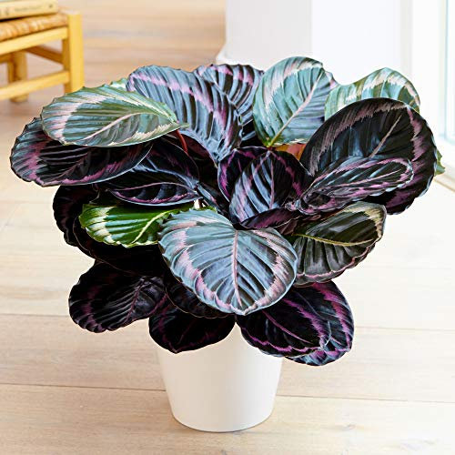 Calathea Surprise Star Korbmarante | Immergrüne 25-35cm Zimmerpflanze im Topf