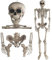 GOODS+GADGETS Deko Skelett 160 cm - Party & Halloween Dekoration Ganzkörper Horror Skeleton