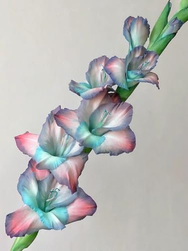 Gladiolen Zwiebeln Dekorative Pflanzen FüR Den Garten Gladiolen Samen Gladiolen knollen