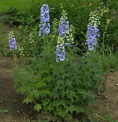 Rittersporn Azurriese - Delphinium belladonna