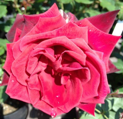 Deep Secret Hybrid Tea Bush rose – radice nuda rosa, confezione regalo